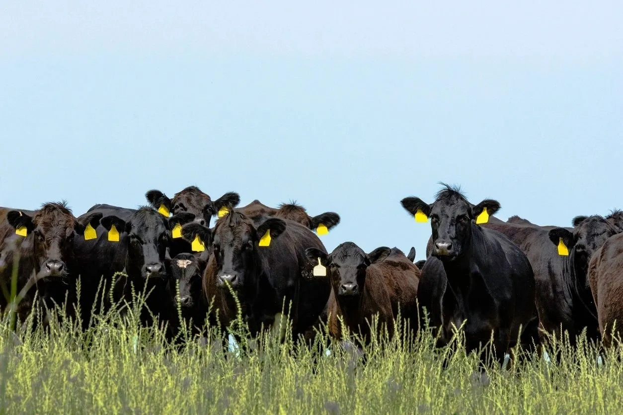 Branded Beef Program