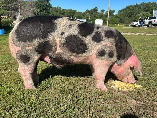 1 whole Dirt Raised Hog