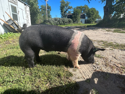 Boss Hog Bundle